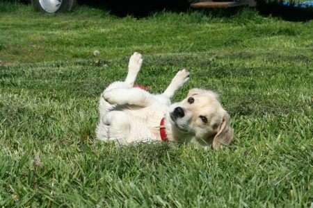 Warum wälzen sich Hunde auf dem Rücken?
