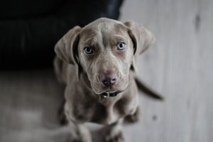 weimaraner weimaraner