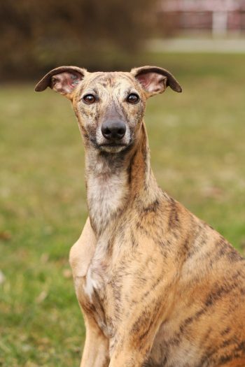 Hunde mit kurzem Fell